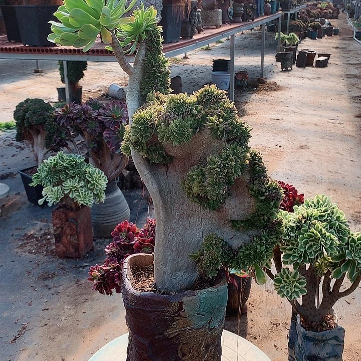 碧螺春缀脱土发货啊