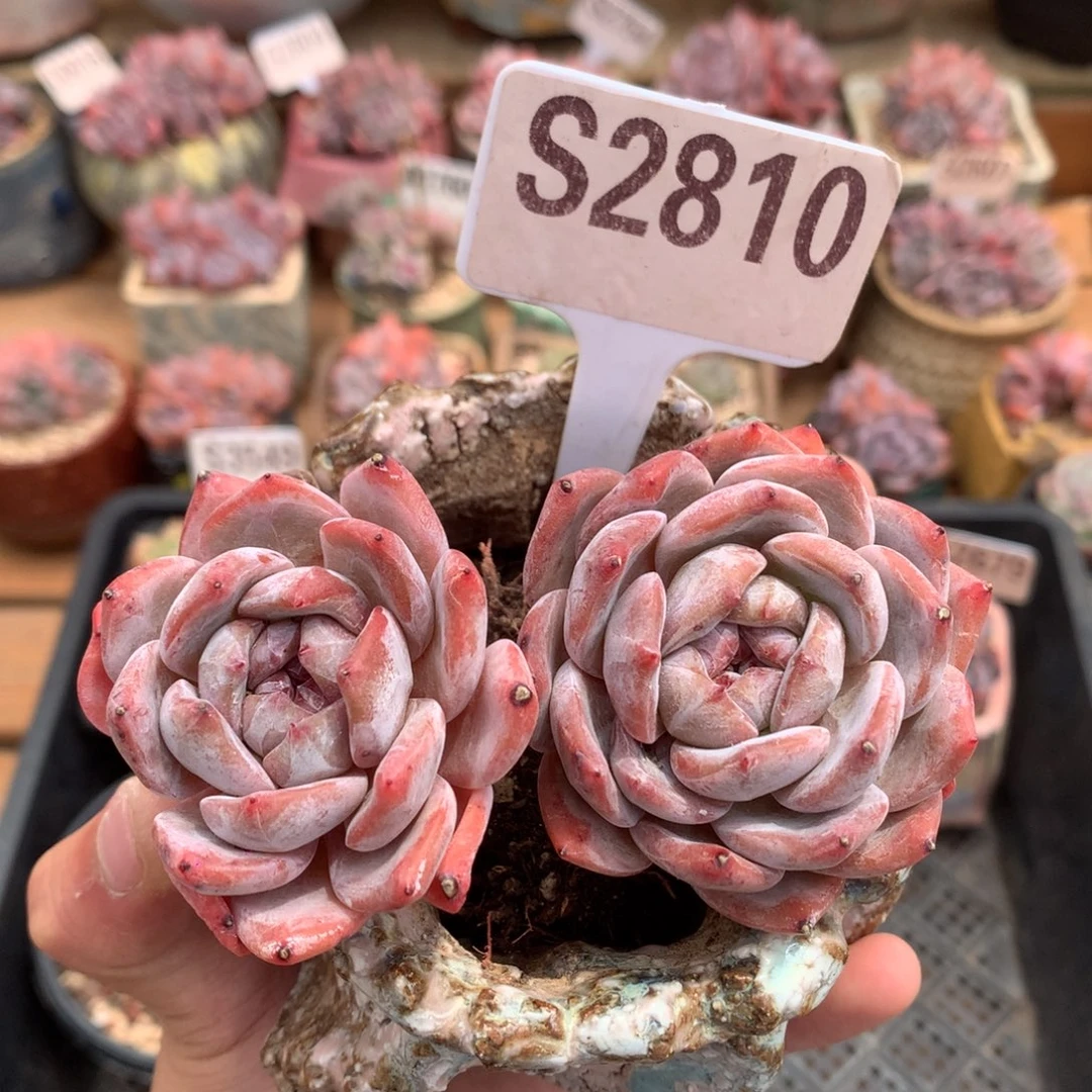 S2810 星影双头高桩 无砍 10cm