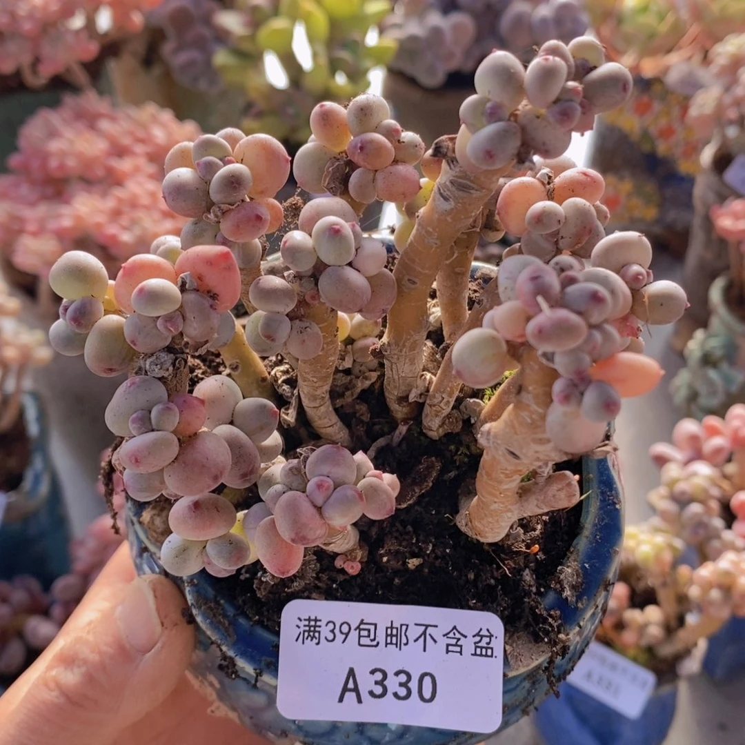 苹果奶8cm330多肉植物