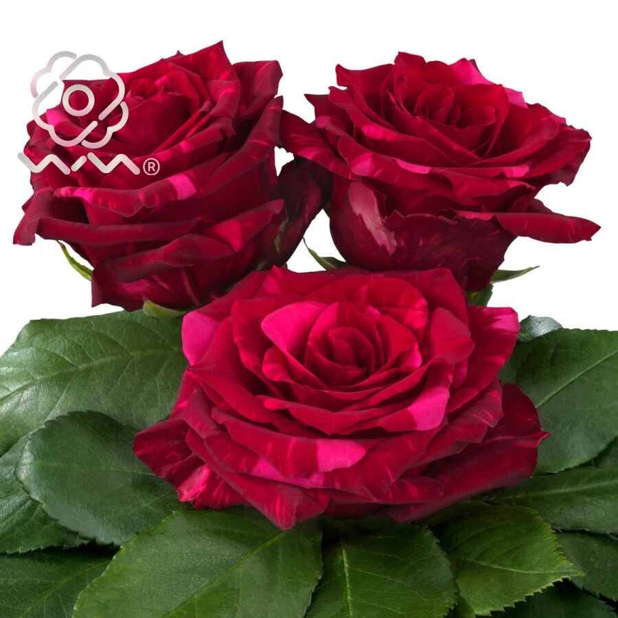 老磨盘【红色豹子】月季