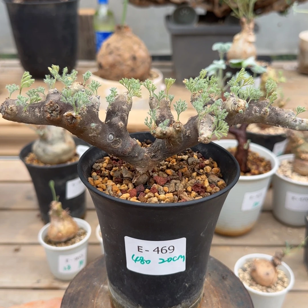 469黑皮月界块根植物