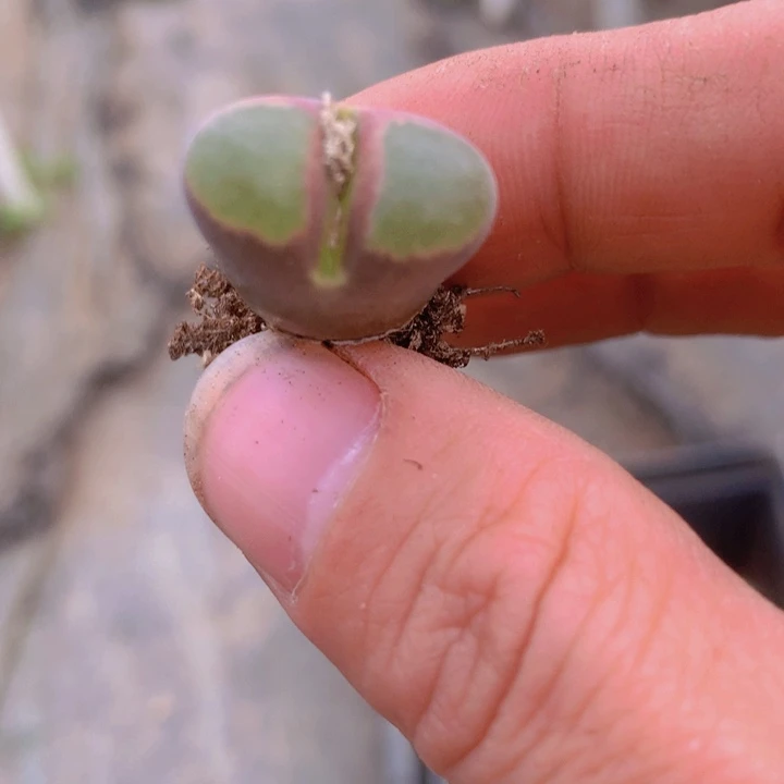 145589888988888896865854588