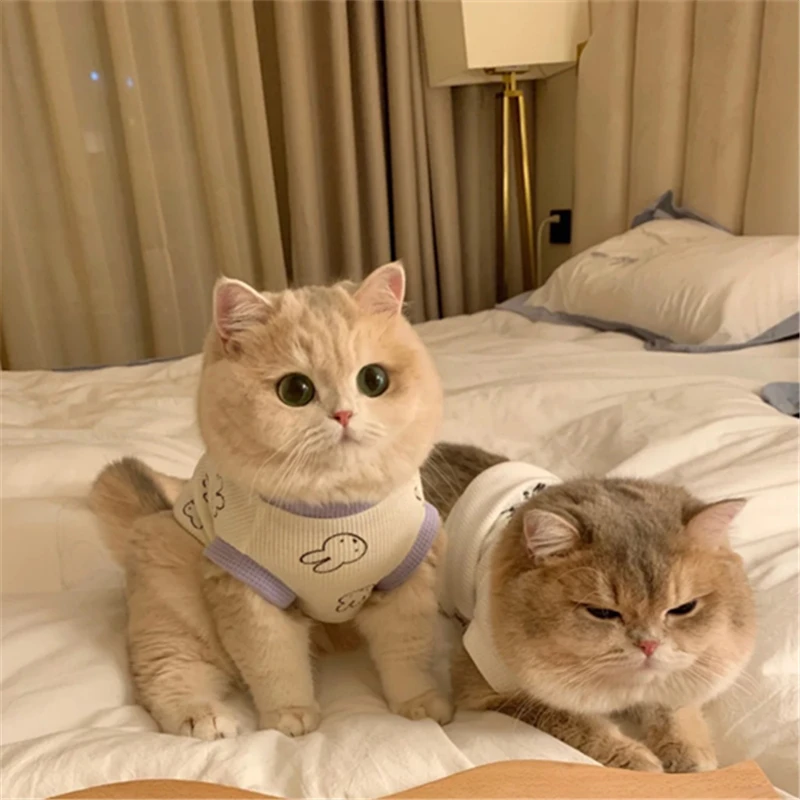 纯种英短蓝金渐层金渐层银点宠物猫