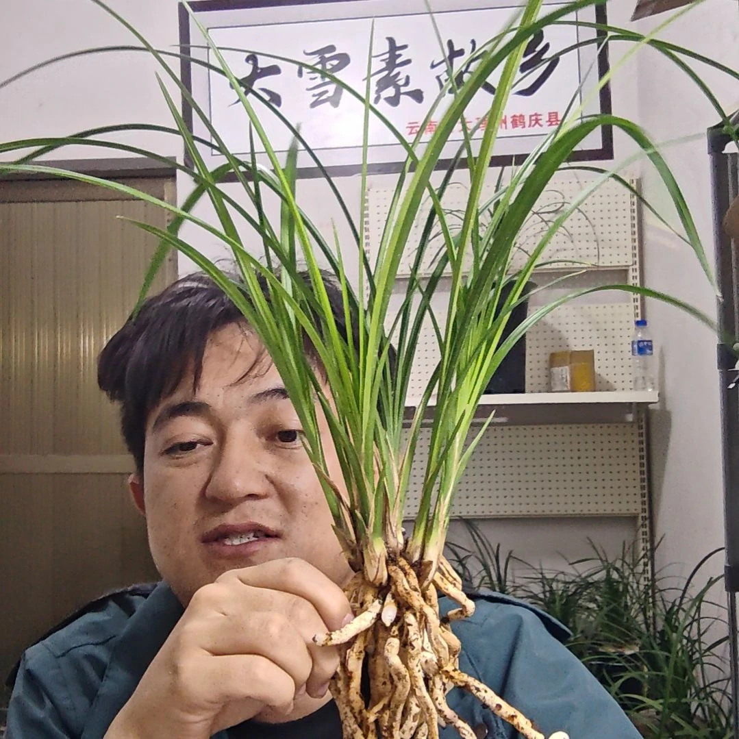 当前无花栽培后可以开花