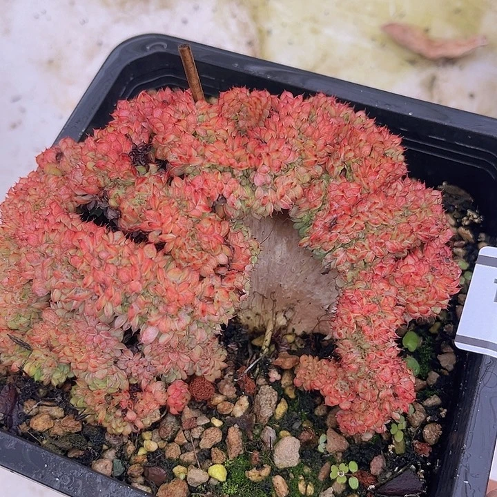 粉姬莲缀26154多肉植物