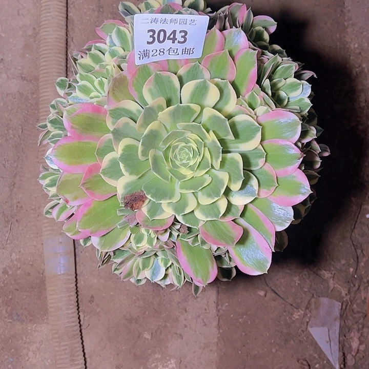 3043白凤多肉植物老桩