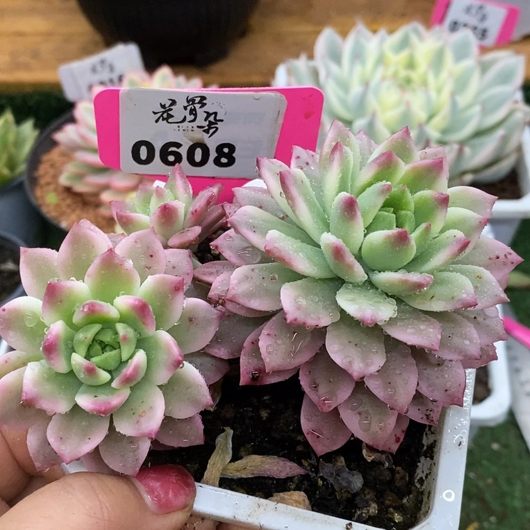 608哈哈哈哈哈哈哈哈哈