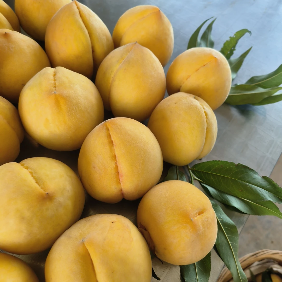 南漳县榆树岭石板沟黄桃