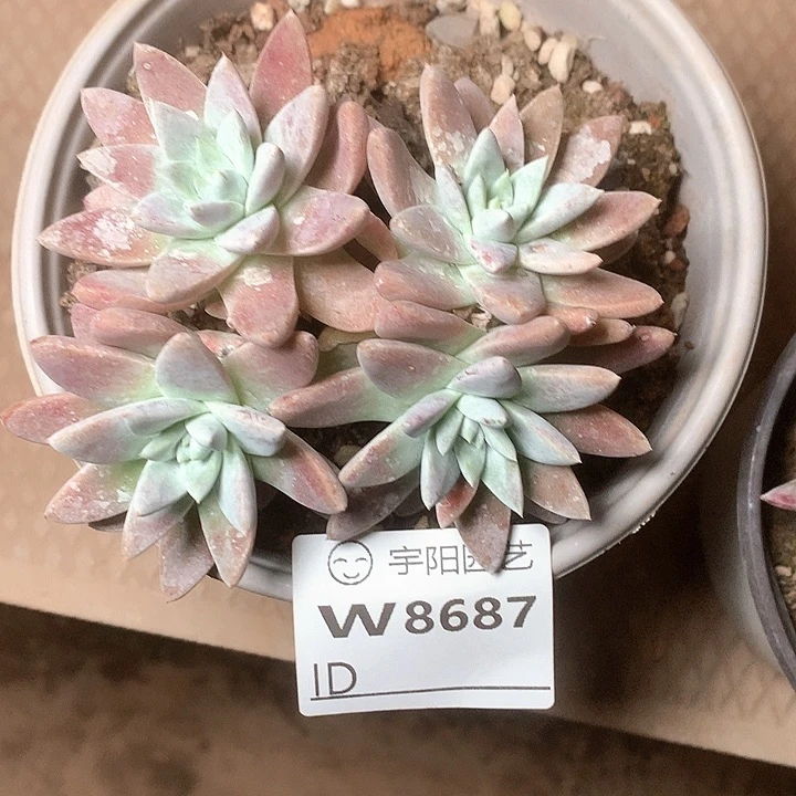 8687花朵脸苹果叶