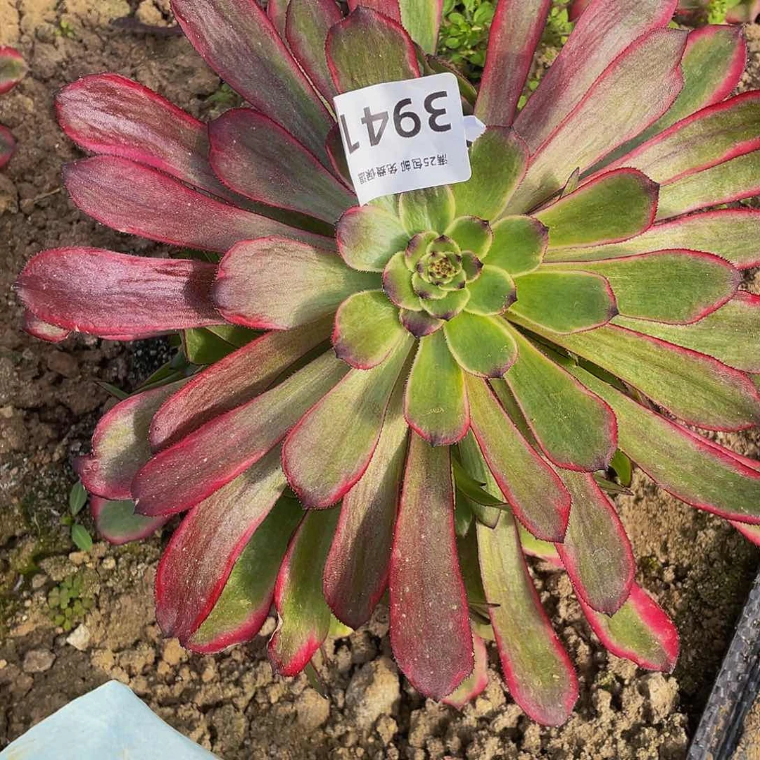 3941月婵多肉植物