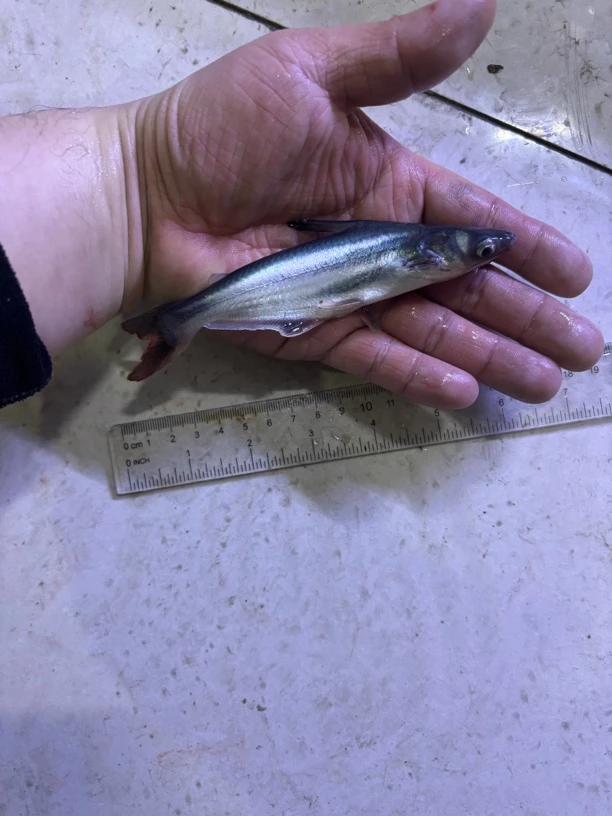 活体虎鲨观赏鱼蓝鲨热带鱼温和大型观赏鱼皮实底层混养杂食鱼