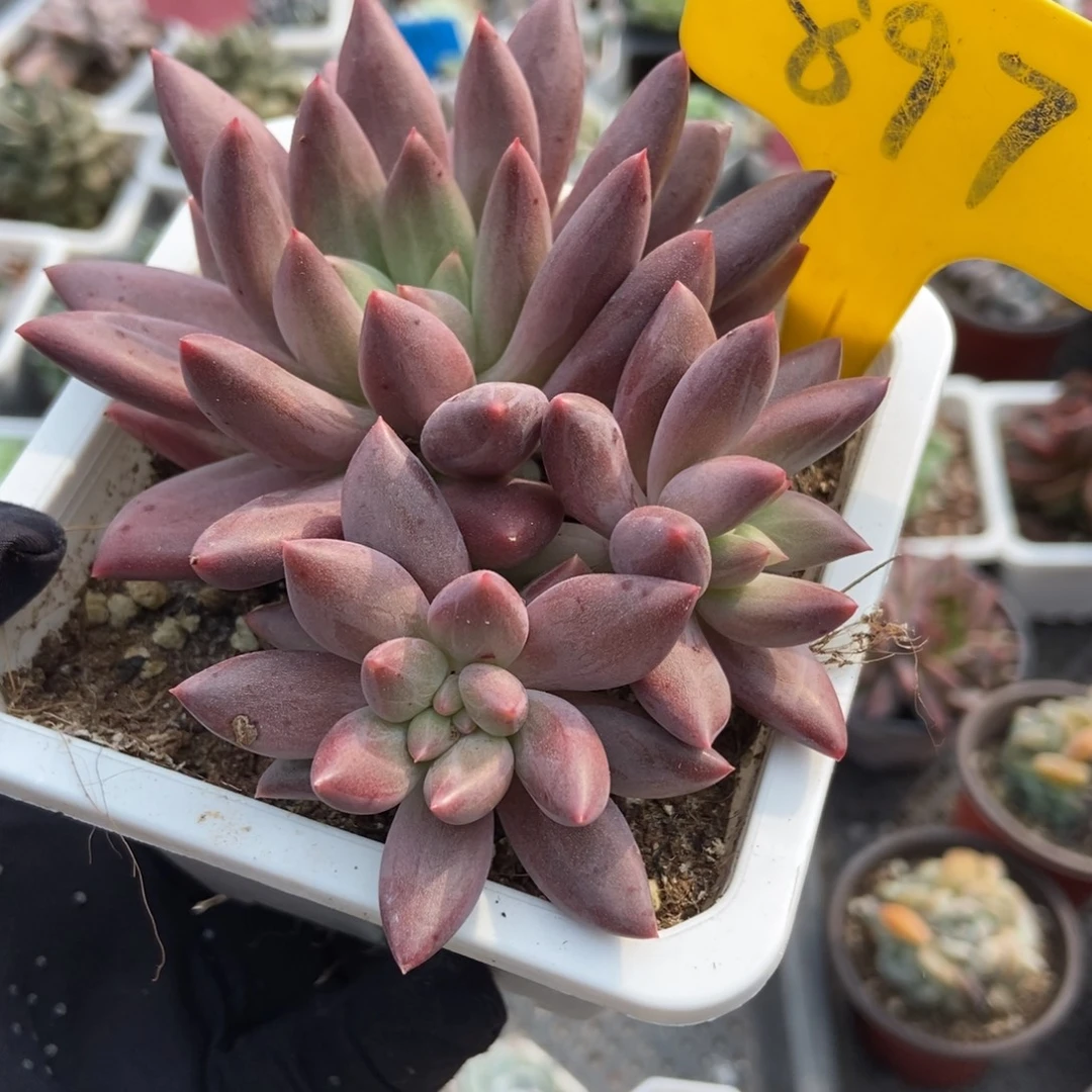 897车厘子多肉植物