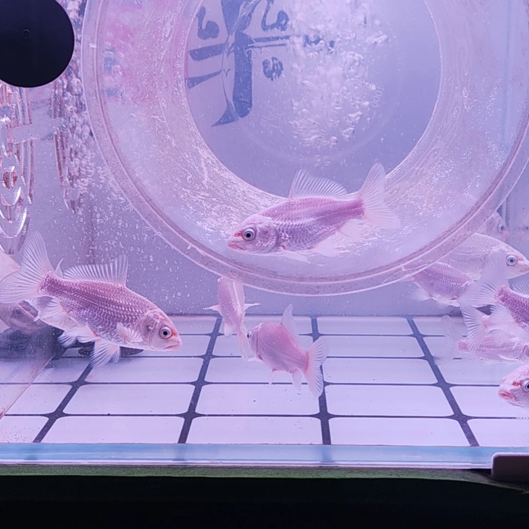 蝴蝶鲤鱼白色蝴蝶鲤