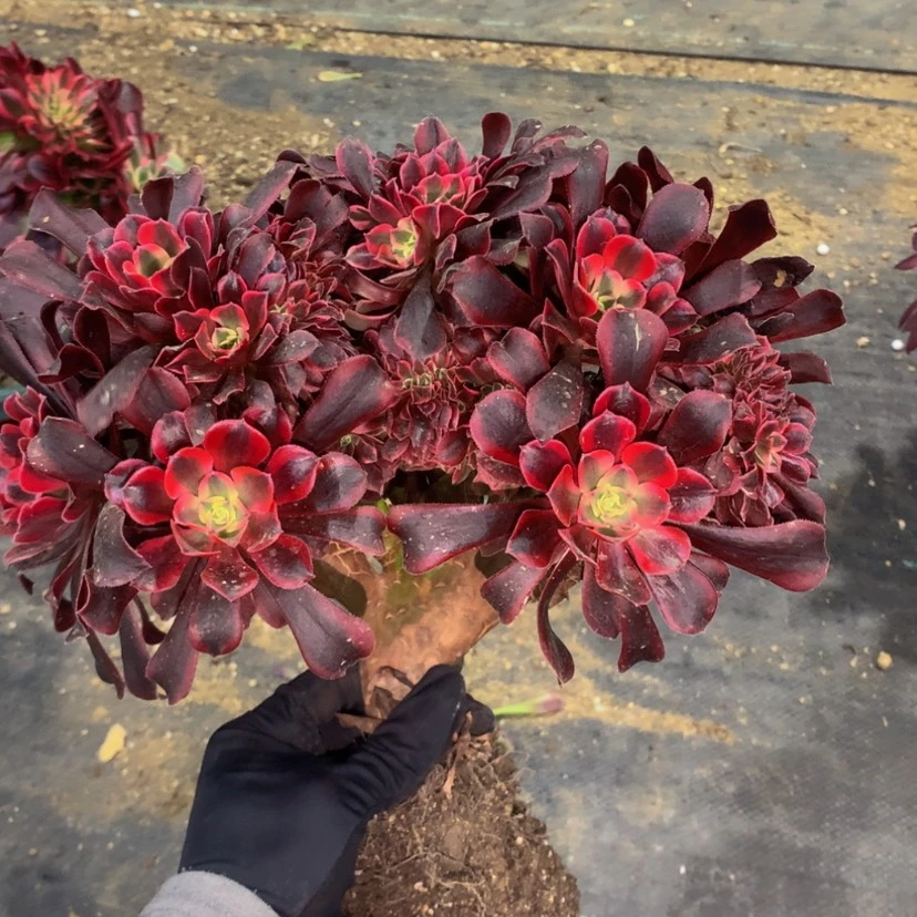 【闪购商品】法师法师法师099