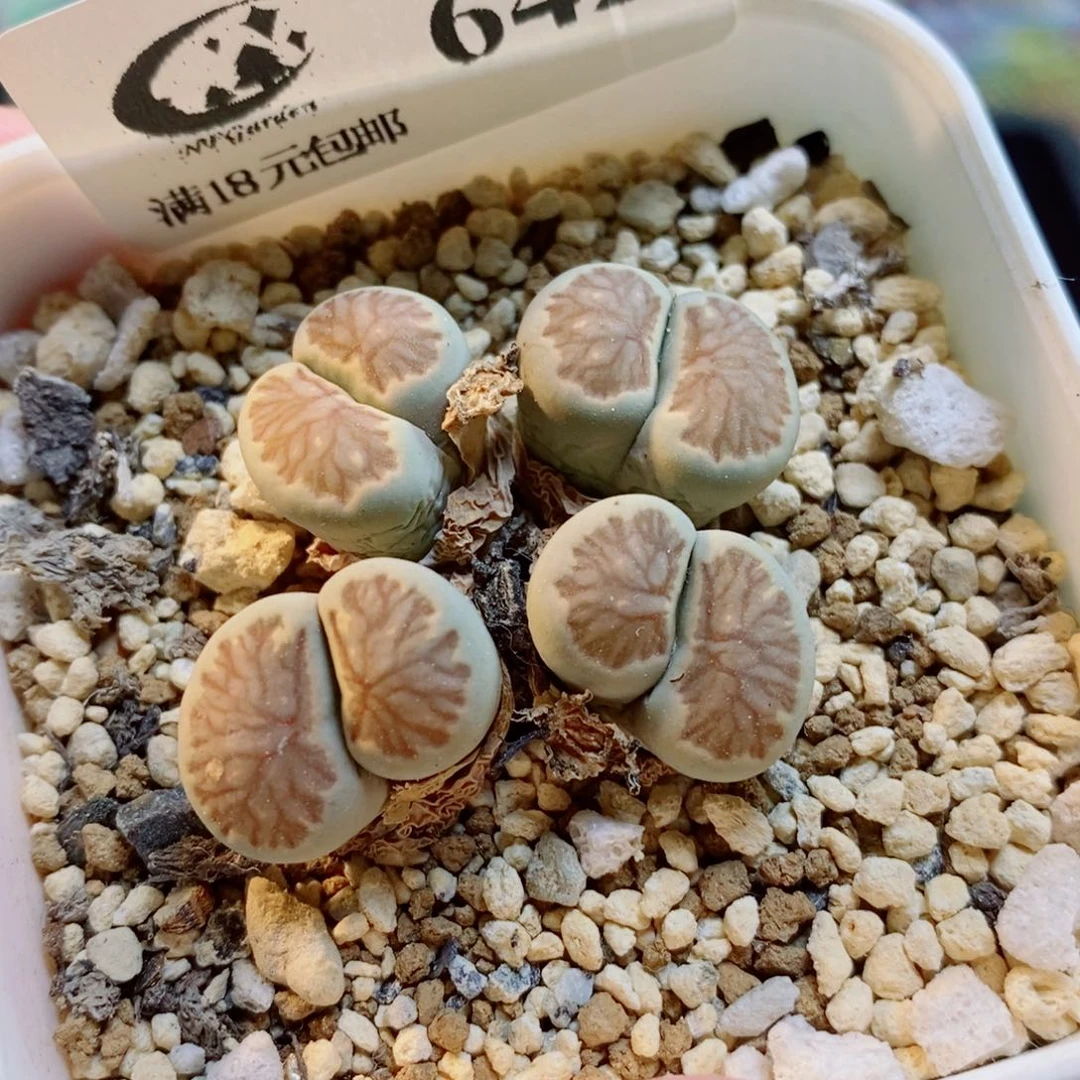 生石花花花花开了642