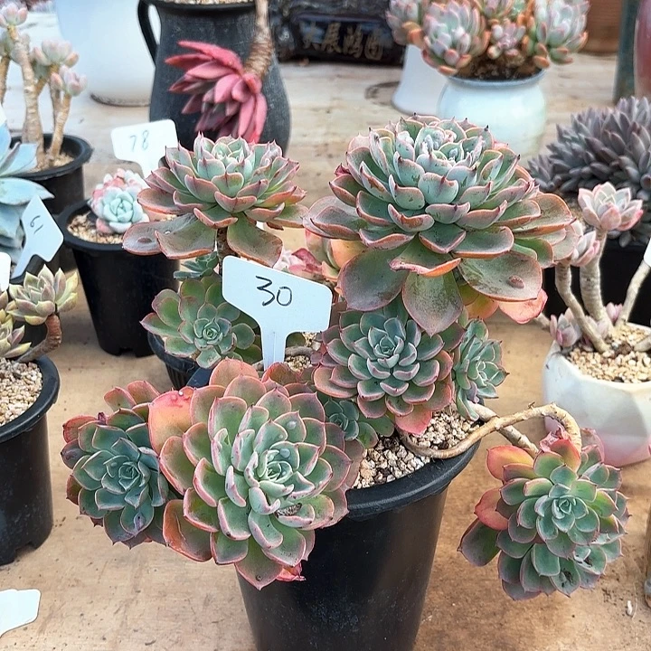 多肉植物，雨滴30号