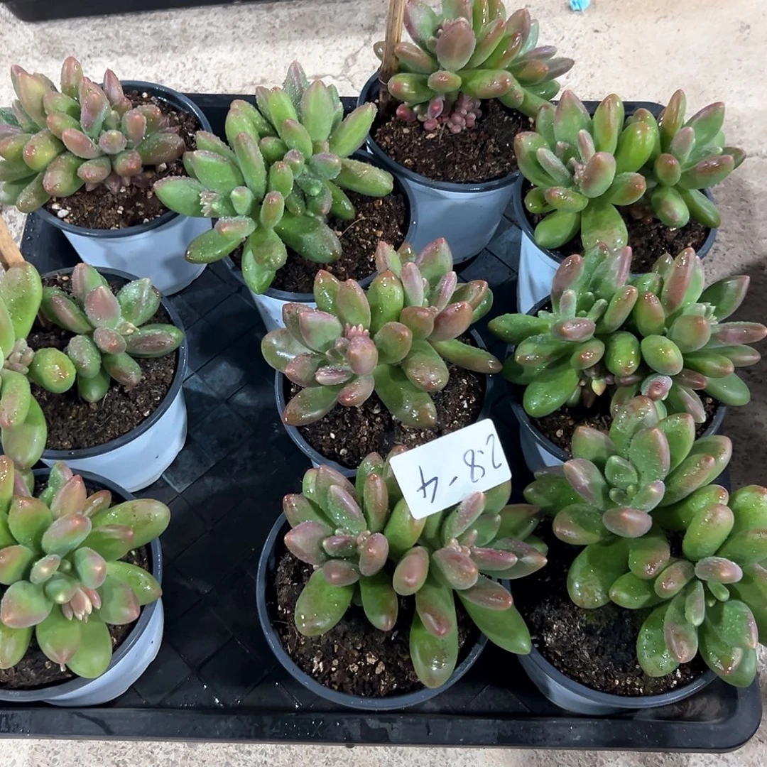 2.8-4芒果奶多头多肉随机