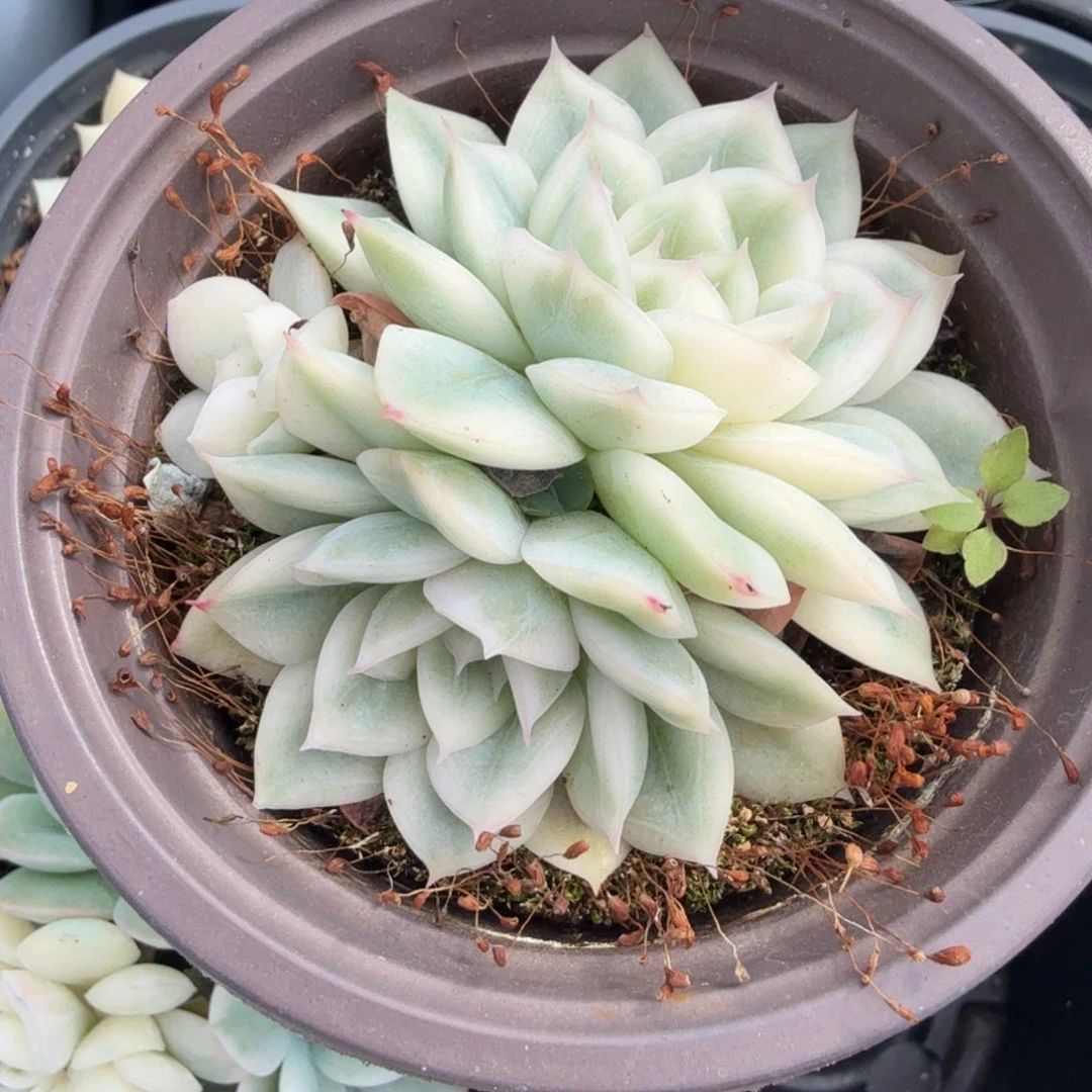 月亮仙子锦腹轮锦一刻的