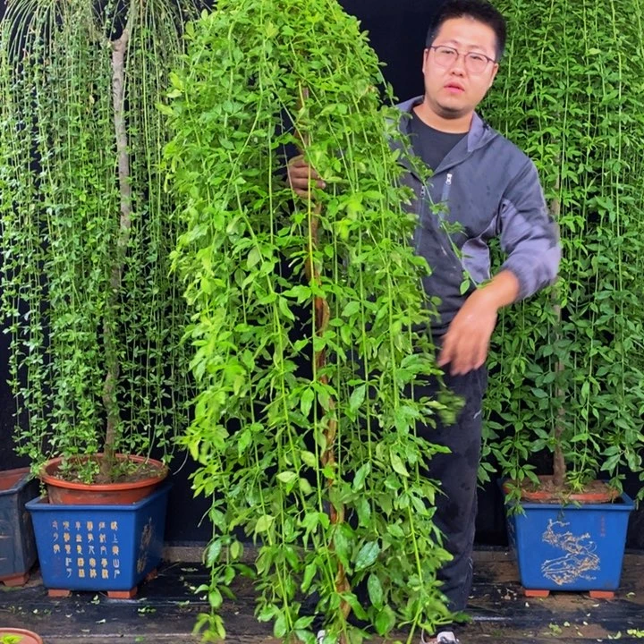 探春花，一物一拍，