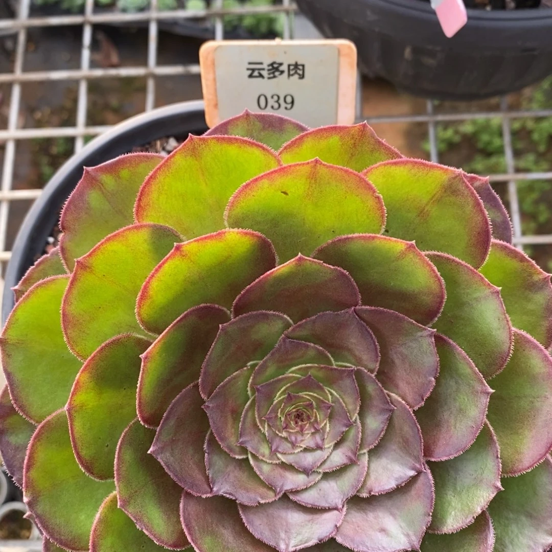 L039法师锦直播福利