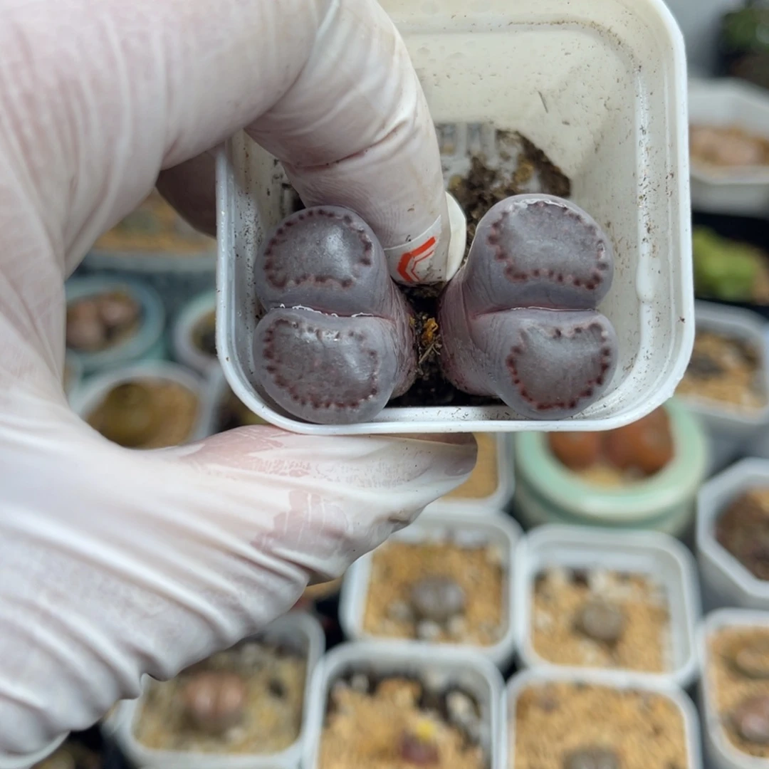 多肉植物一物一拍103