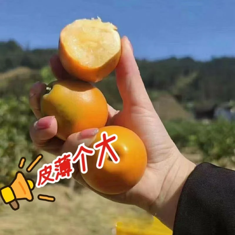 【顺丰快递3斤装】广西脆皮金桔鲜果新鲜应季水果纯甜不酸现摘现发