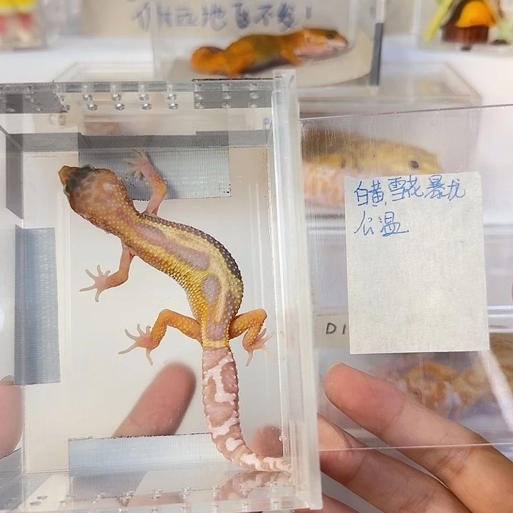 豹纹守宫白黄雪花暴龙，公温