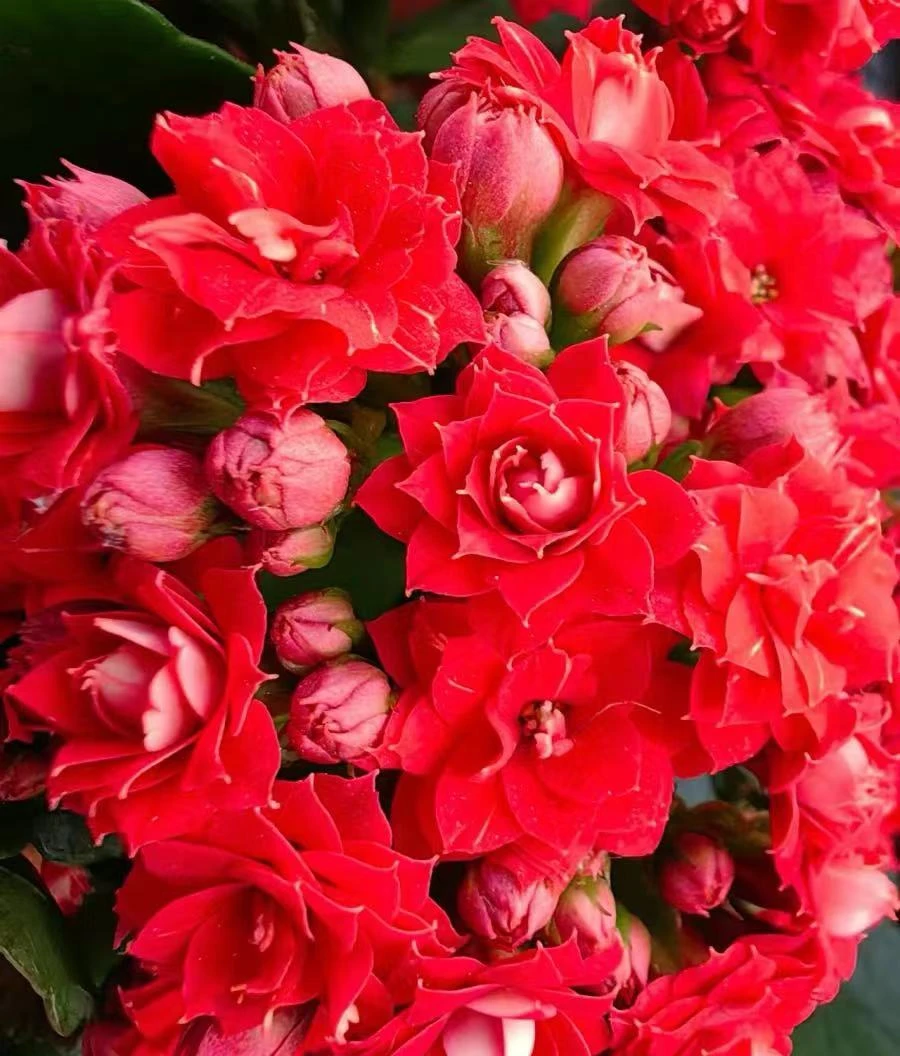 【花随想】长寿花链接年宵花阿玛朵春晓金狐狸长寿花全是花苞