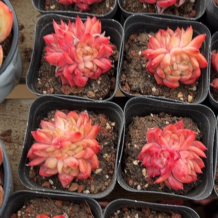 团004  两盆  花歌