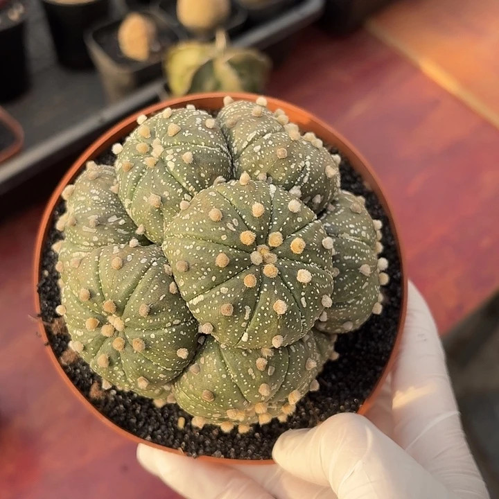 兜群仙人球仙人球123