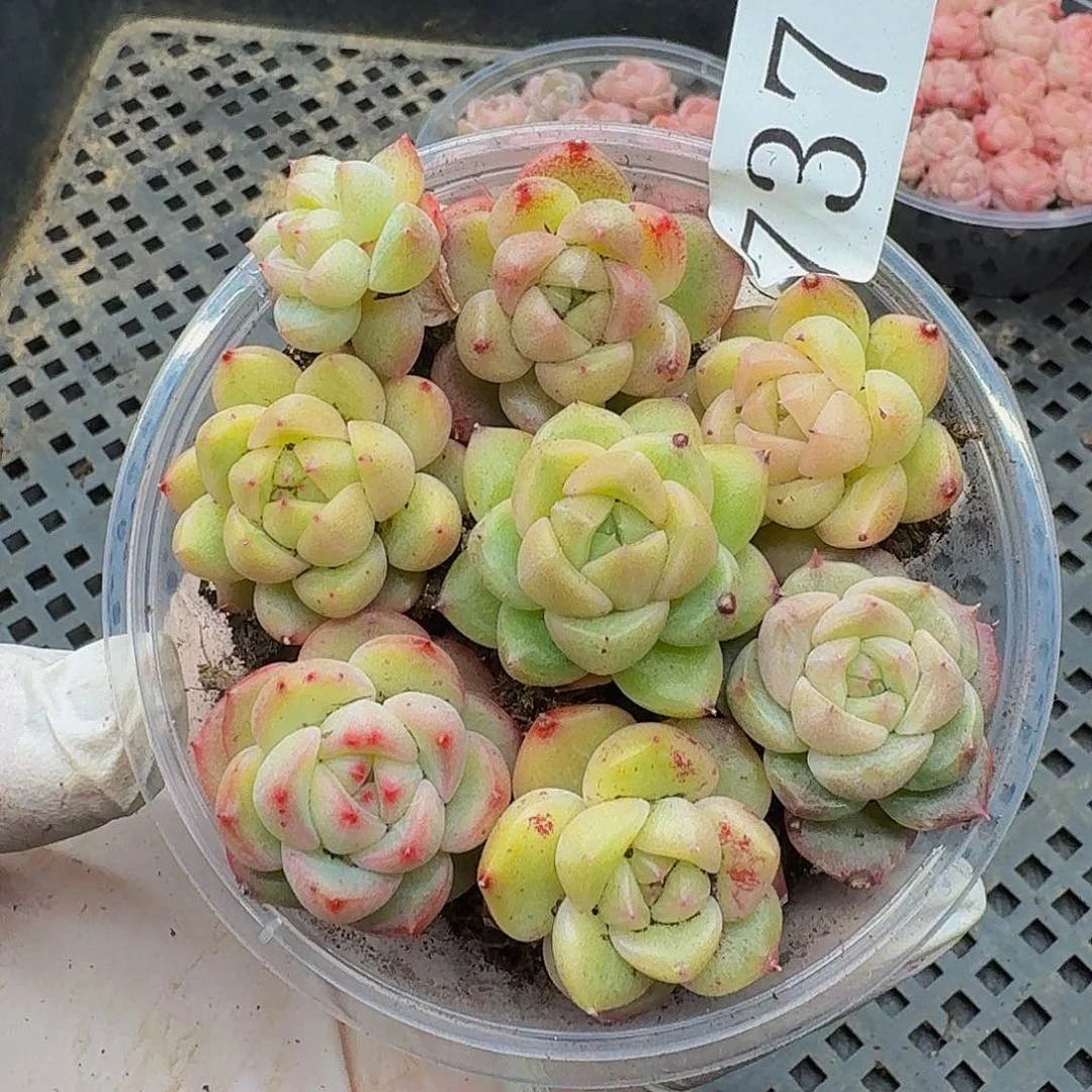 多肉植物多肉植物737