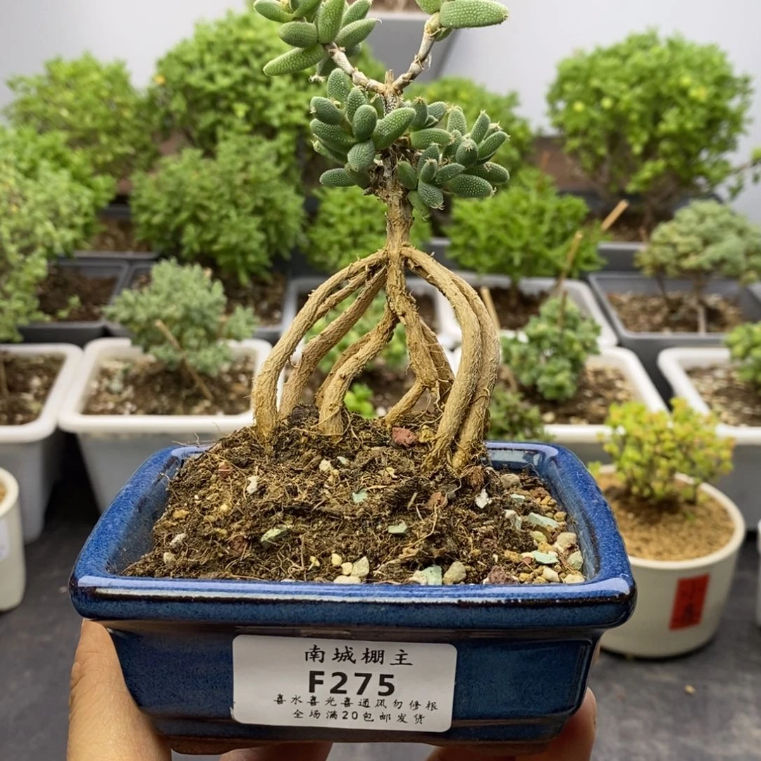 275老桩玉米枝干