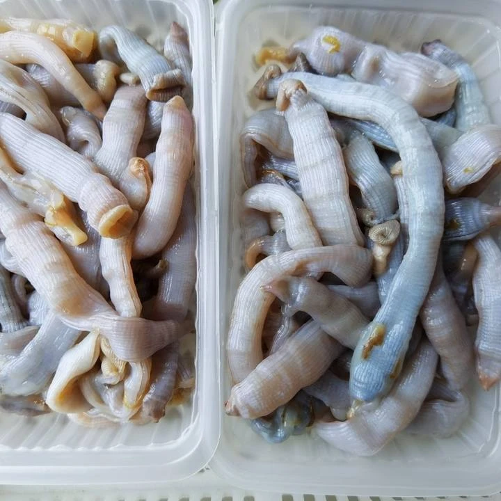 沙虫（杀好的） 福建厦门 顺丰到家