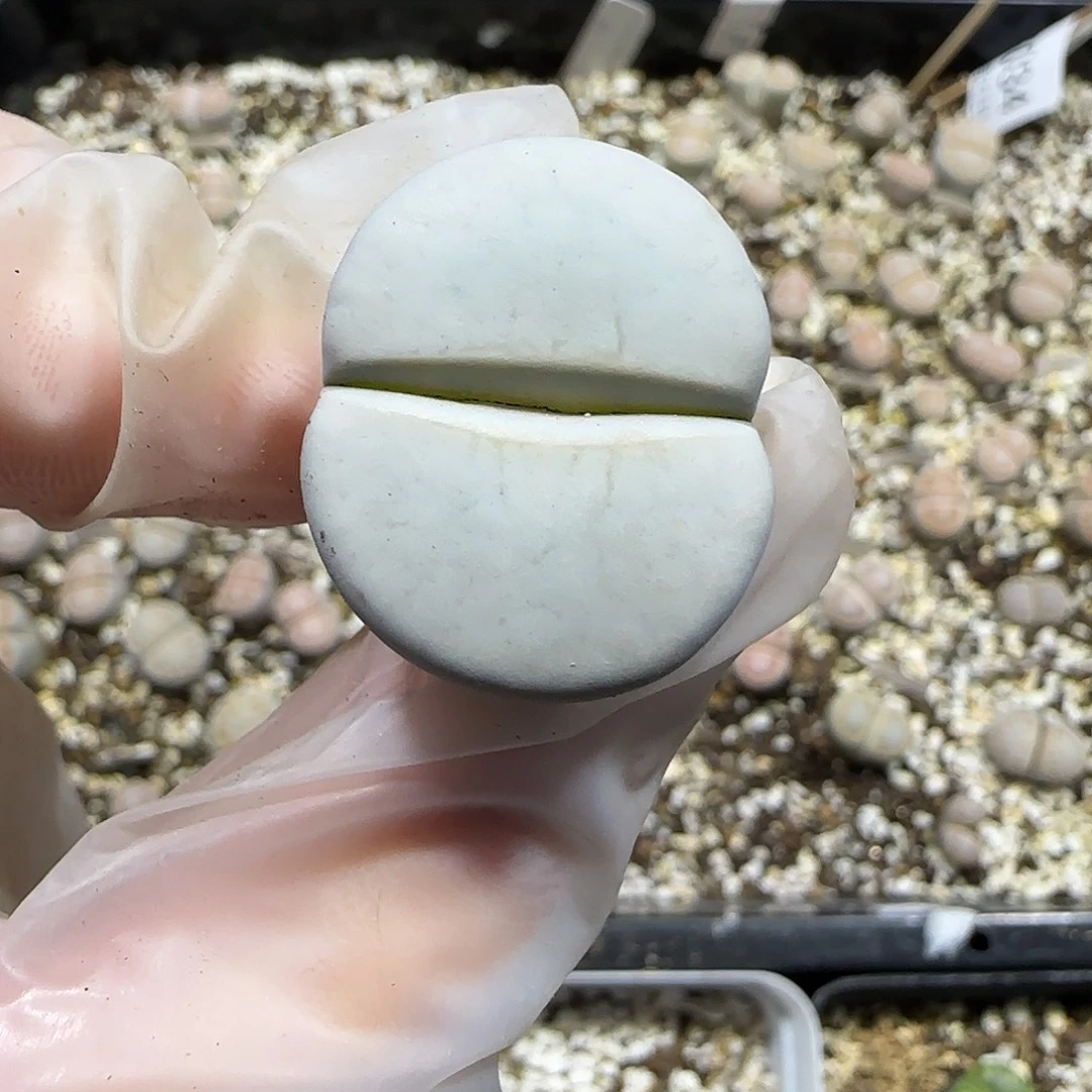 11.21。白白净净大白曲。8050