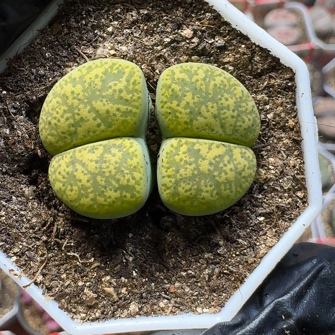 生石花111111。    279