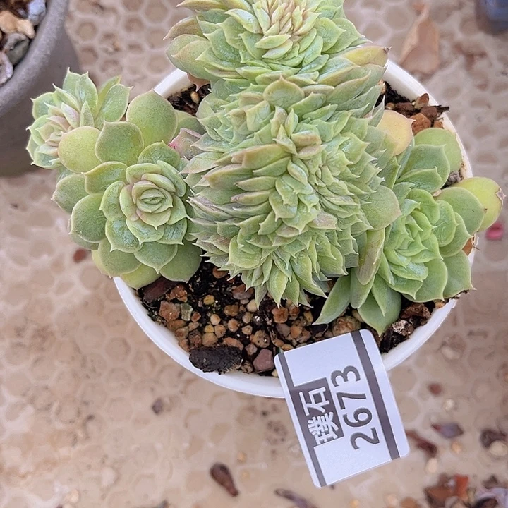 昂斯诺缀2673多肉植物