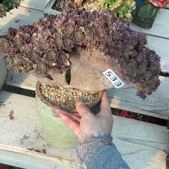 多肉葡萄等经济果品种植户提供技术