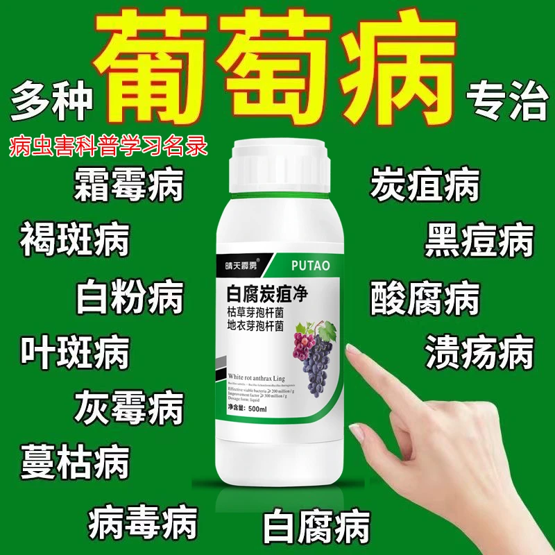 葡萄白腐病防治药炭疽病白粉病霜霉烂穗病阳光玫瑰提子通用叶面肥