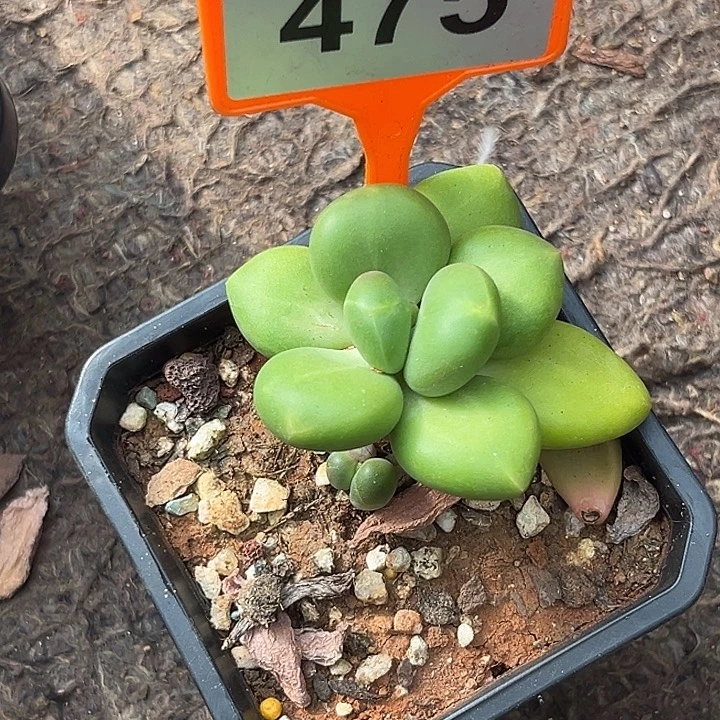 芒果奶一物一拍475