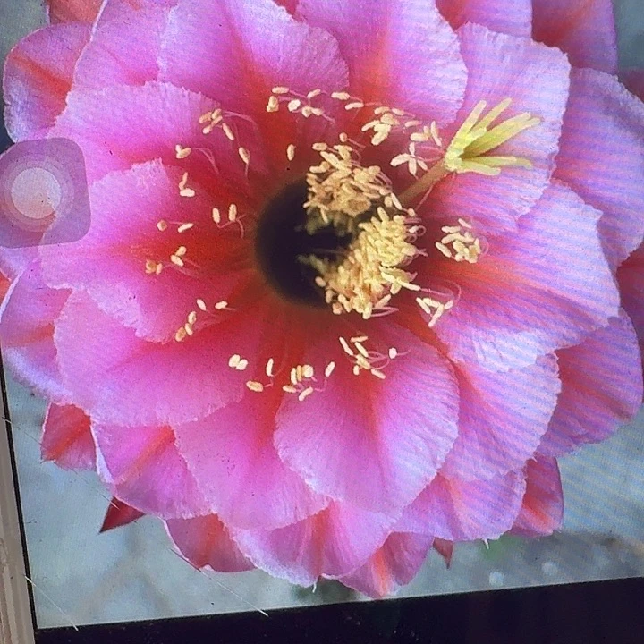 花季少女侧芽5公分毛花柱