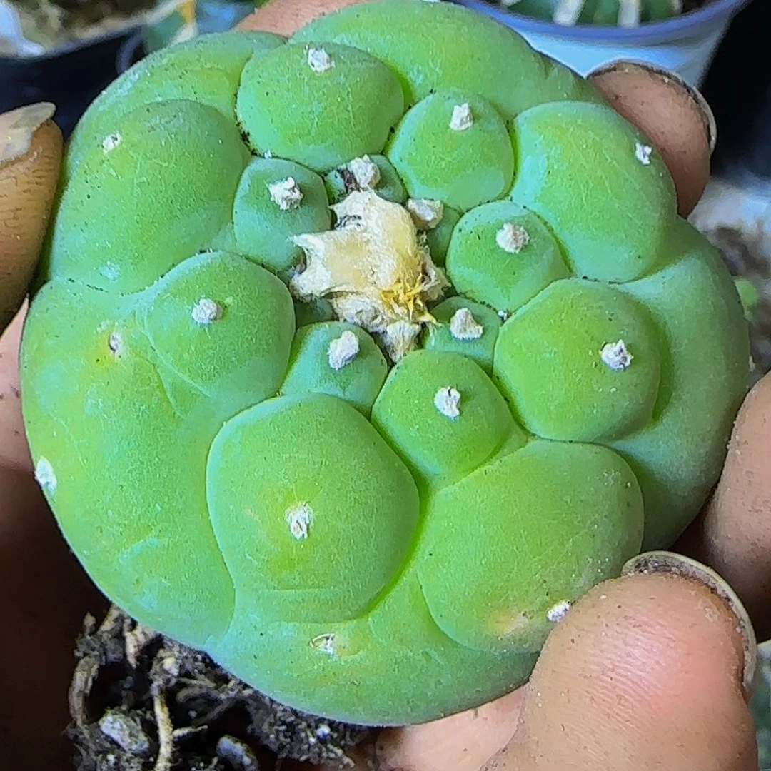 仙525萝卜根的的