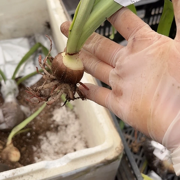 余**好白肋鬼魅3左右3623