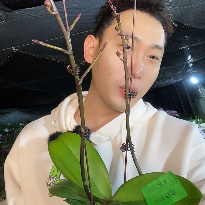 无花朵年年有余双剑