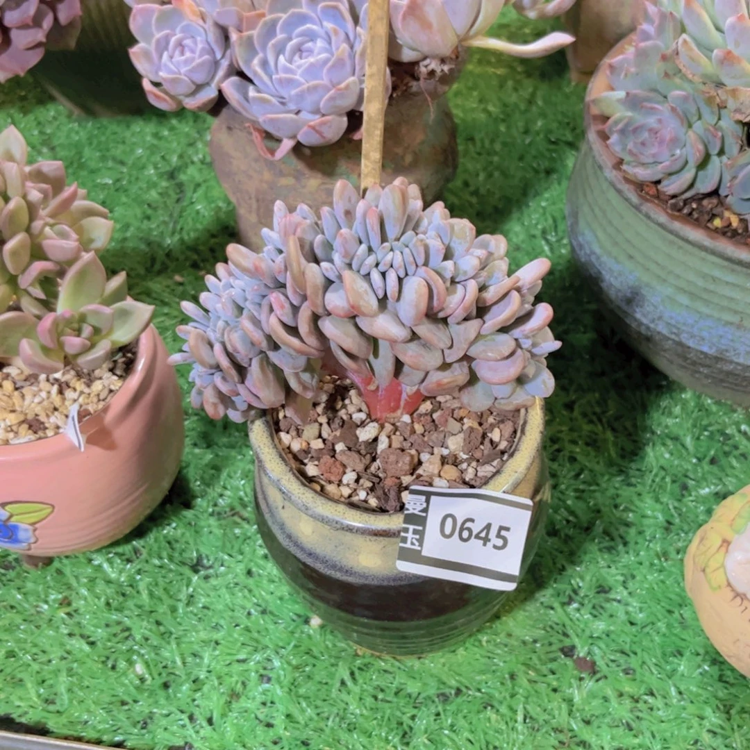 粉兔缀多肉植物0645