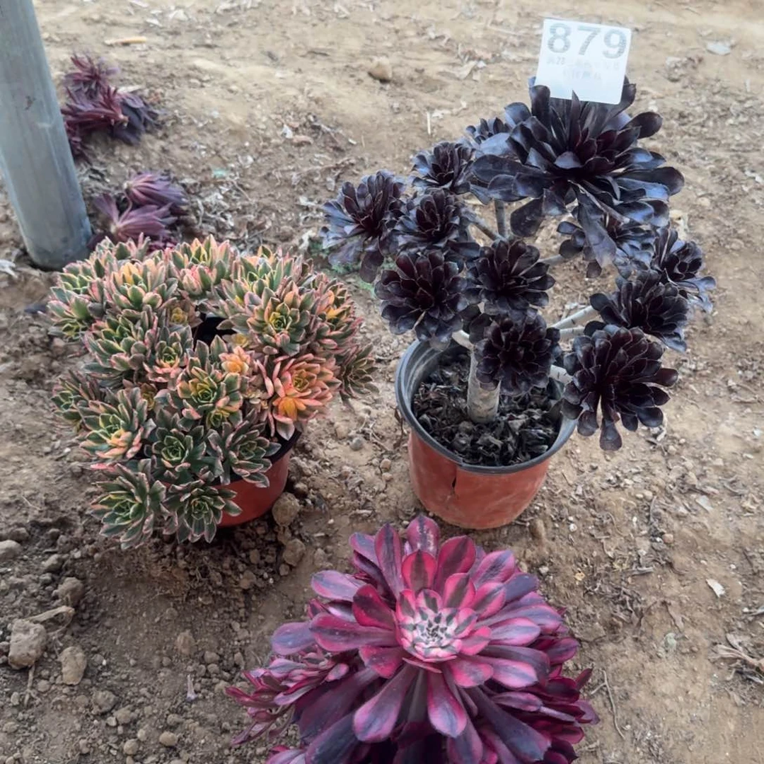 879号3颗福利不包损