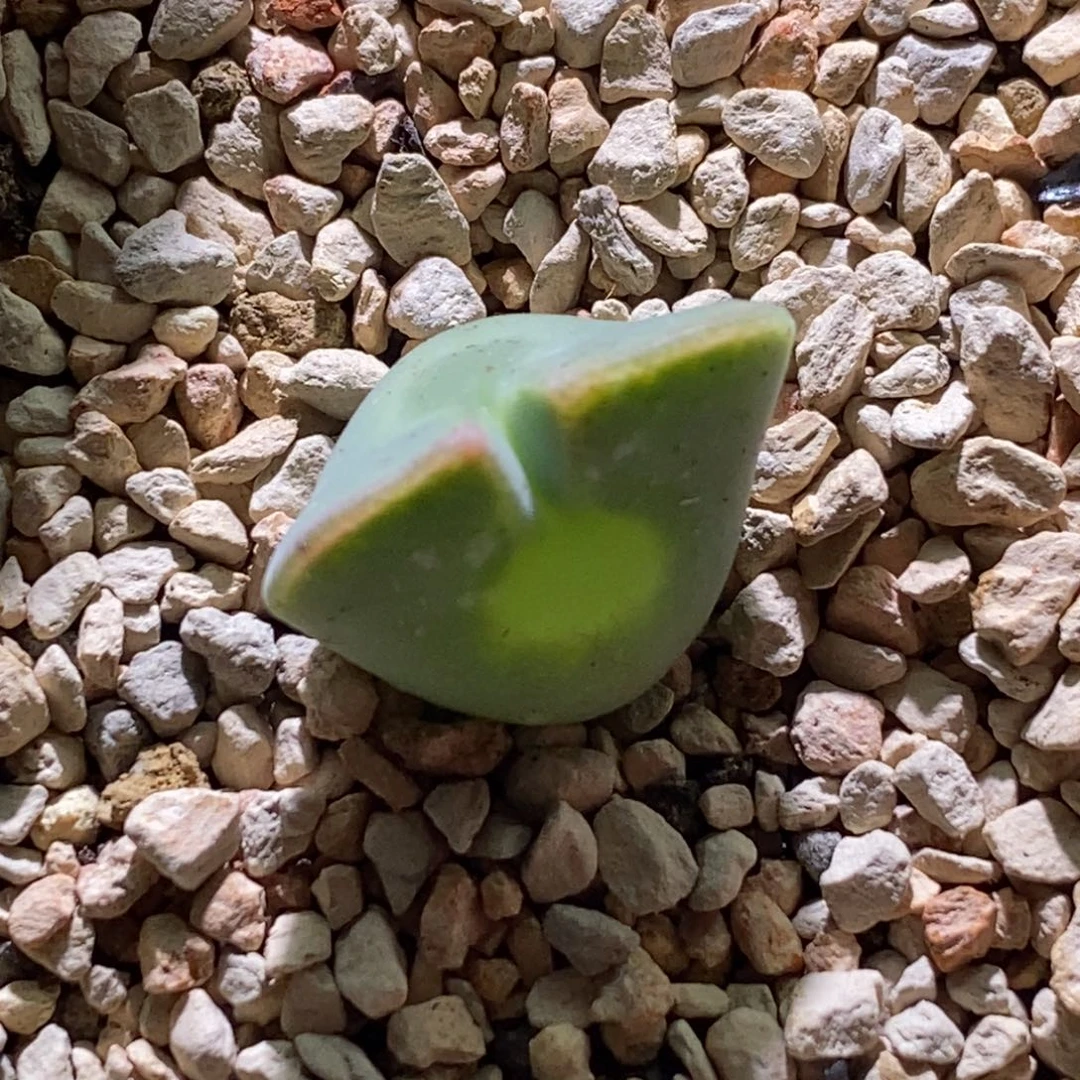 好看好看大眼睛一颗