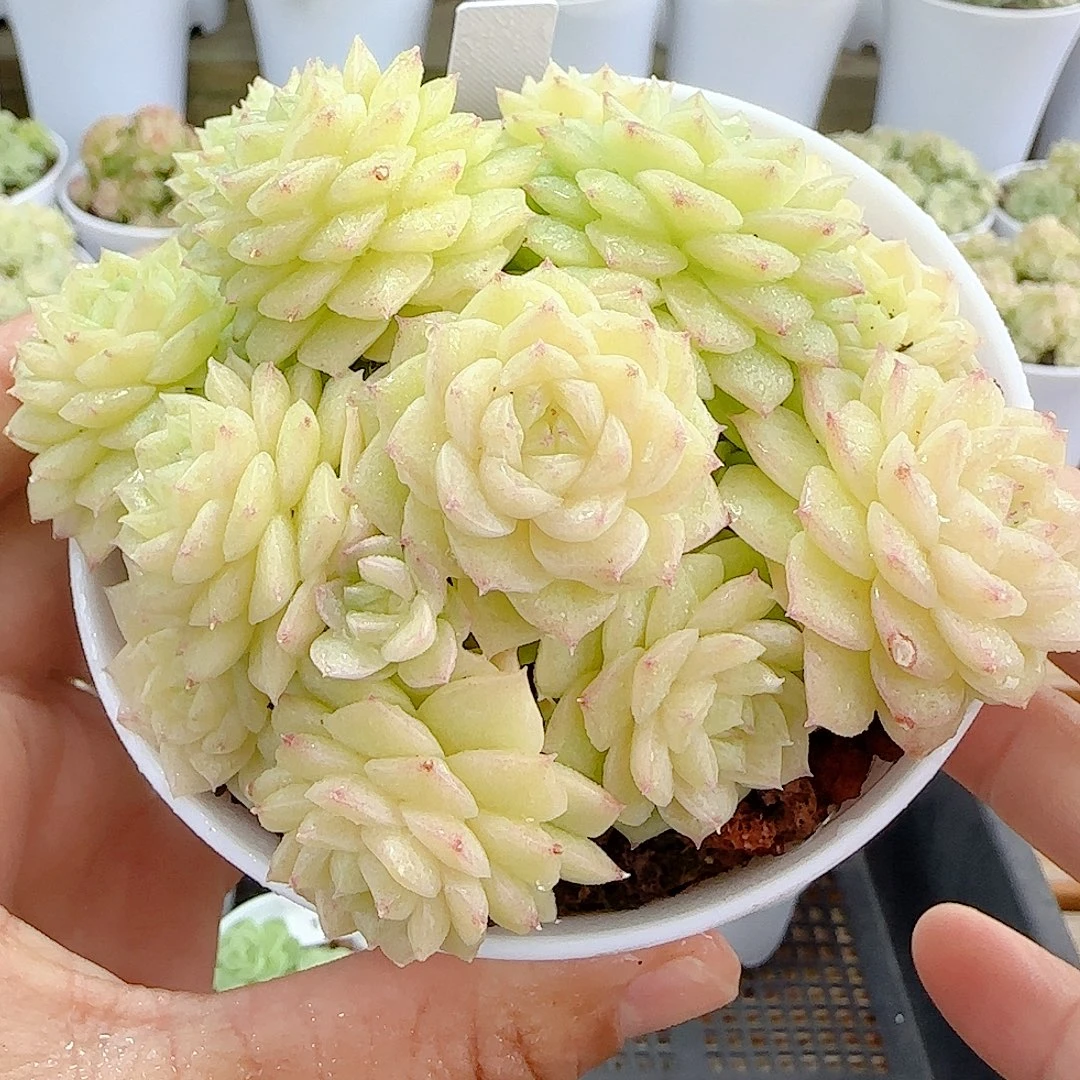 1106-29（ttp-117）优选