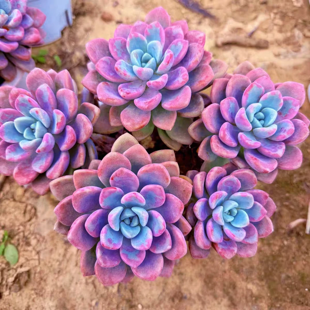 {花斑露} 带盆土发 新手好养活 室内外养 金喜多肉