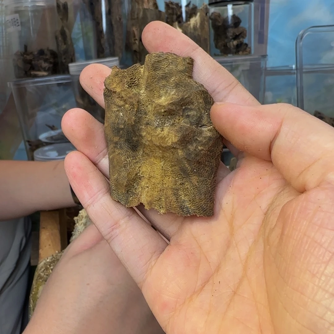 沉香沉香碎屑9克包头61