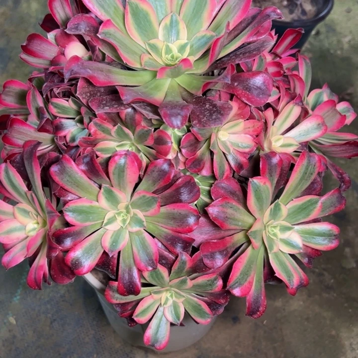 美杜莎 13多肉法师一物一拍